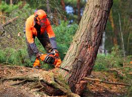 Professional Tree Removal and Landscaping Services in Lucas Valley Marinwood, CA